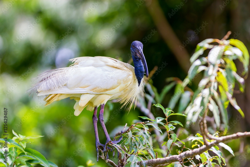 The black-headed ibis or Oriental white ibis is species of wading bird