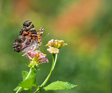 The American Painted Lady Butterfly On Lantana