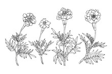 Tagetes Patula, The French Marigold. Garden Flowering Plant. Hand Drawn Black And White Illustration On White Background.