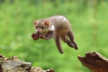 Jumping Stone Marten On The Stump In Czech Forest