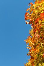 Beautiful Autumn Leaves Against The Blue Sky, Background.