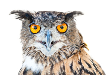 owl in the foreground isolated with white background posing for