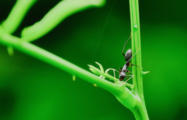 Wall Mural - black ant