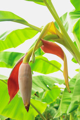 Wall Mural - banana flower