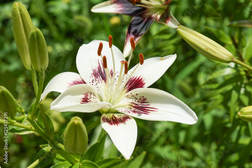 Asian hybrid lily Asian hybrid lily