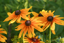 Rudbeckia Flowers On A Green Background