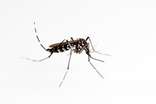 Asian Tiger Mosquito (Aedes Albopictus)
