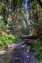 Wall Mural - Bach im Muir Woods National Monument bei San Francisco, Kalifornien, USA.