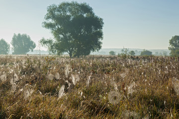 Wall Mural - Field of dandelions