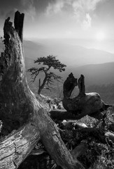 Pinetree on a monuntain hill. Black and white