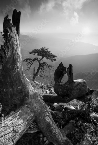 Naklejka samoprzylepna Pinetree na wzgórzu monuntain. 