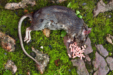 Wall Mural - Dead big rat and spilled  pellets of poison