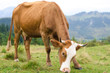 © valerii kalantai - Cows standing on green field with mountains and eating grass. Carpathians background.