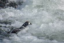Harlequin Duck (histrionicus Histrionicus) Swimming Through Rapids