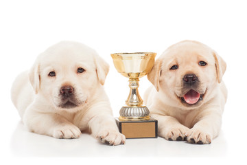 Sticker - Labrador puppies with trophy cup, isolated on white