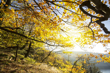 Wall Mural - Colorful Autumn Leaves on Tree Branches. Wide Angle Fall Background. Beautiful Golden Colors Scene.