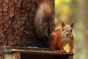 Wall Mural - Squirrel sitting on a wooden house