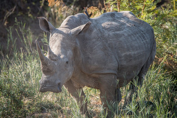 Starring White rhino.