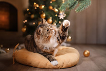 Tabby And Happy Cat. Christmas Season 2017, New Year, Holidays And Celebration