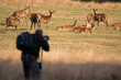 Wildlife photographer taking photos of deer.