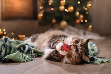 Tabby and happy cat. Christmas season 2017, new year, holidays and celebration