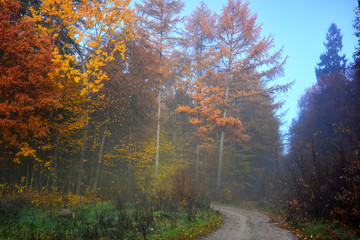 Wall Mural - Autumn foggy forest