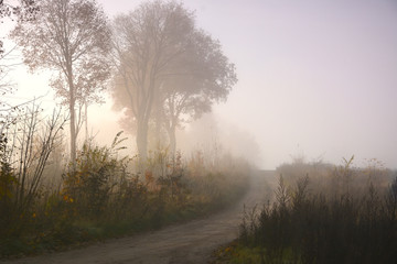 Wall Mural - Autumn foggy forest