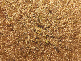 field of wheat, a top view