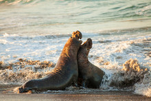 Male Elephant Seals Fight Over Territory And Female Harem, Piedras Blancas Elephant Seal Colony, Near San Simeon, California
