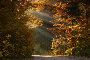 Wall Mural - Autumn foggy forest