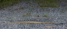 Rattlesnake Stretched Out On Road