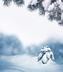  forest in the frost. Winter landscape. Snow covered trees