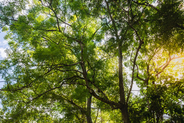 Wall Mural - Large tree view, face upwards. blue skies daylight