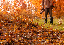 Leaf Blower Shown On Side Yard Blowing Fallen Leaves Into A Pile As A Huge Oak With Golden Leaves Stands Behind