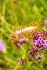 Canvas Print - Verbena flowers with butterfly in Thai