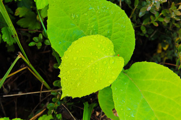 water drop condensed wild flower leaves / A view of water drop condensed wild flower leaves 