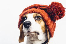 Cute Beagle Dog In Warm Orange Hat