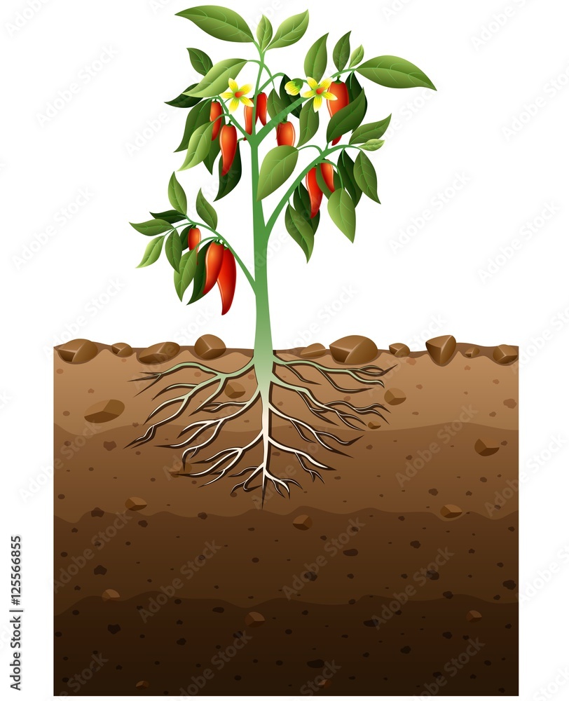 Cayenne plant with root underground illustration Stock Vector | Adobe Stock