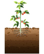 Tomatoes Plant With Root Underground Illustration