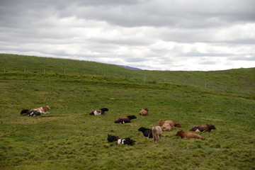 Sticker - kuh, kühe, rind, rinder, rinderherde, weide, landwirtschaft, myvatn, island, tier, tiere, nutztier, nutztiere