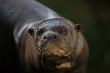 Wall Mural - Giant otter (Pteronura brasiliensis).