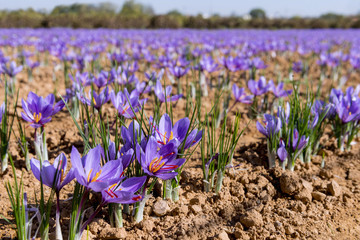 Close-up of a field of saffron