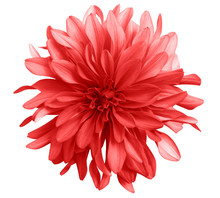 Red Flower On A White  Background Isolated  With Clipping Path. Closeup. Big Shaggy  Flower. Dahlia.