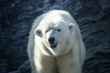 Male Polar Bear (Ursus Maritimus).