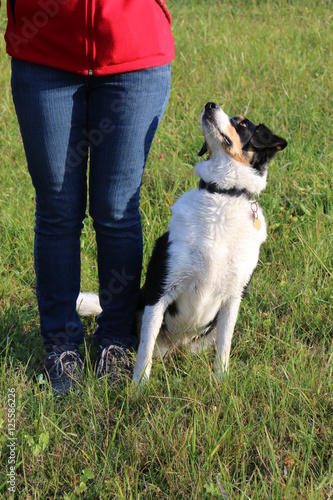 Fotografía Dog Training, command "sit", Dog is waiting for a treat, Hundetraining, Kommando