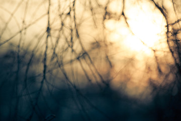 Canvas Print - abstract background branches defocused