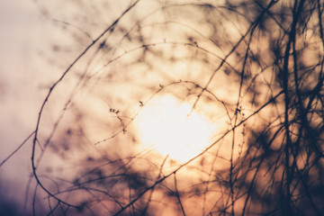 Canvas Print - abstract background branches defocused