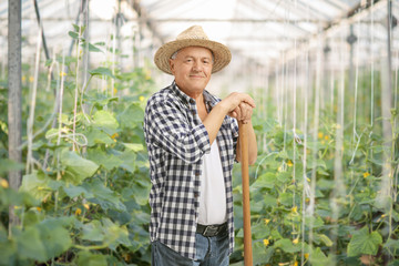 Wall Mural - Mature farmer posing in a greenhouse