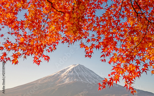 Mount Fuji with beautiful color red maple ( Momiji) at lake Kawaguchiko, Japan.