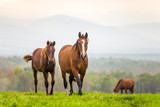 Fototapeta Konie - Mare and foal in a meadow
